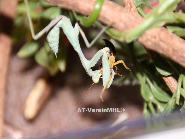 Sphodromantis_lineola-Ghana_Gottesanbeterin