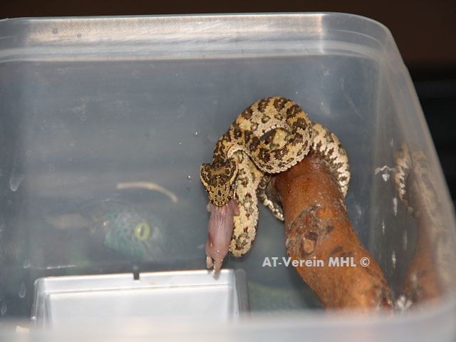 Trimeresurus__puniceus-Java_Palmotter