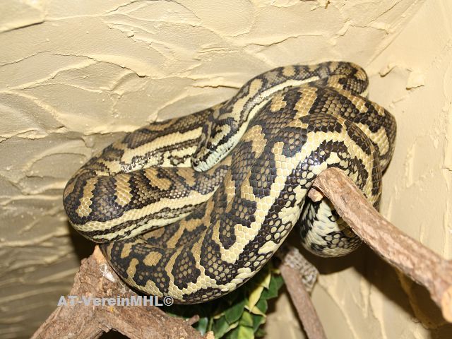 Morelia_spilota McDowelli-Teppichpython