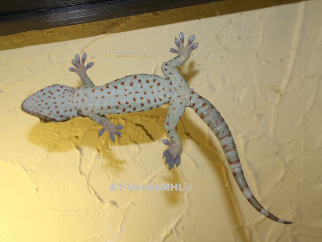 Gekko_gecko-Tokeh
